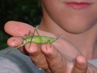 grasshopper gets a hand
