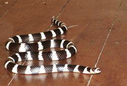 Bandy Bandy Snake out of its element