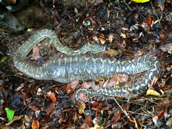 Carpet Snake digesting a recent catch